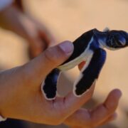 Baby Turtles Release
