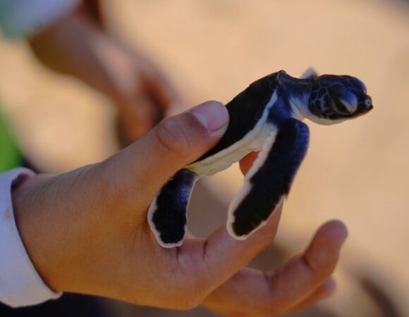 Sri Lanka Turtle Watching Tours