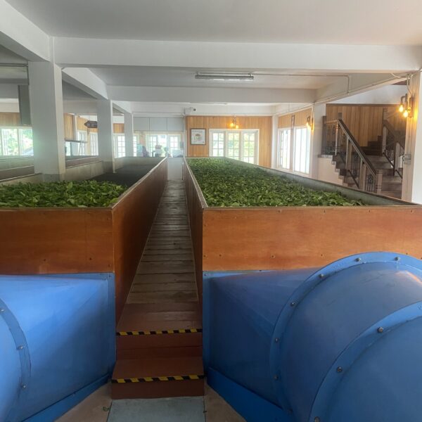 Sri Lanka Tea Plantation Tours