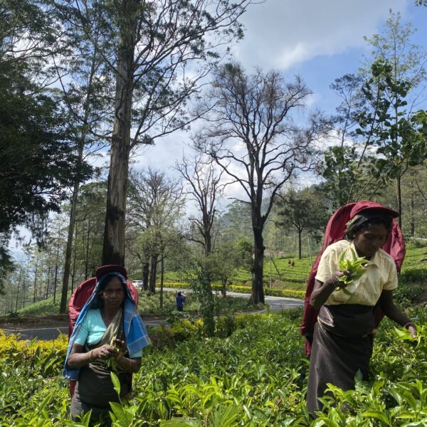 Sri Lanka Tea Plantation Tour