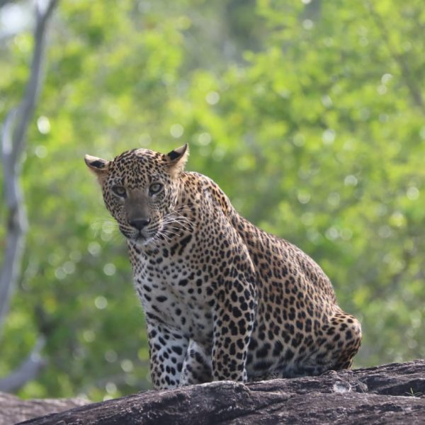Sri Lanka Safari Tours - 15 Days