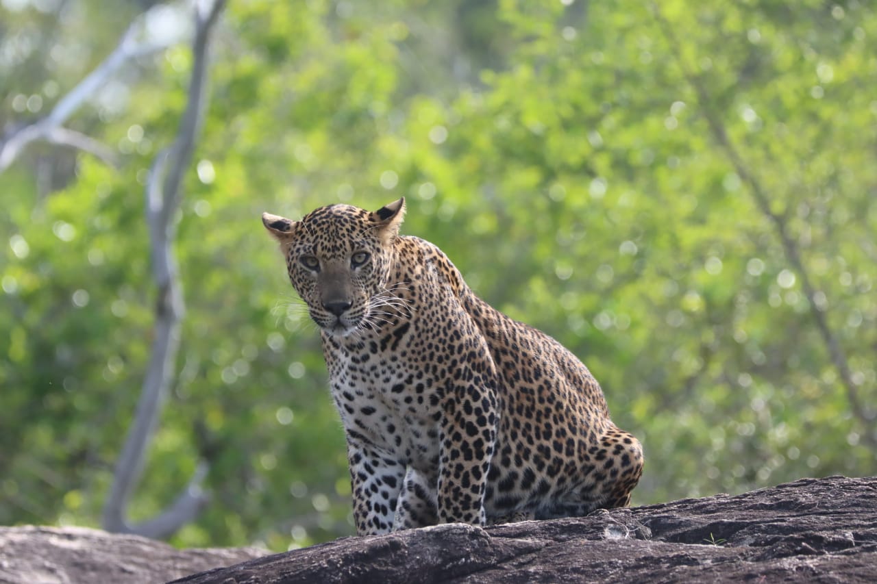 Sri Lanka Safari Tours - 15 Days