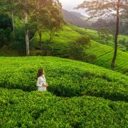 Sri Lanka Tea Plantation Tour