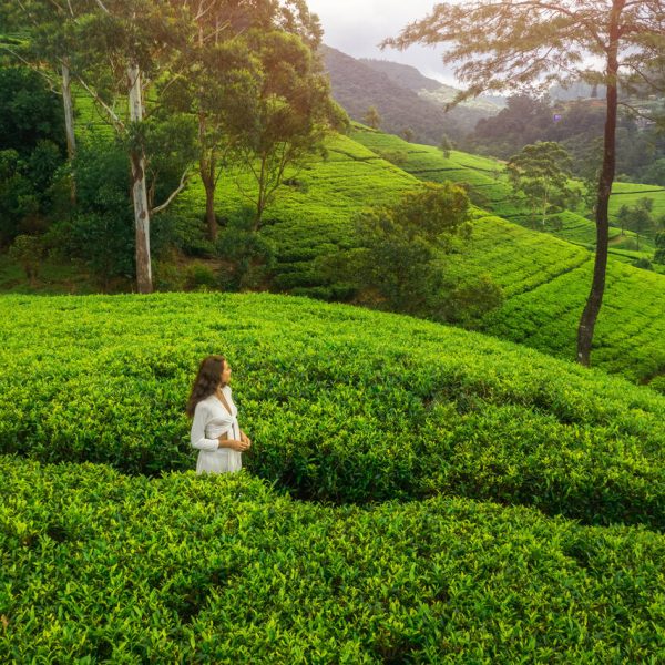 Sri Lanka Tea Plantation Tour