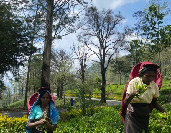 Ceylon Tea Experience Tours