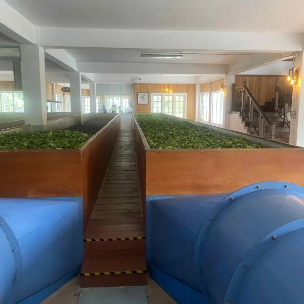 Sri Lanka Tea Plantation Tour
