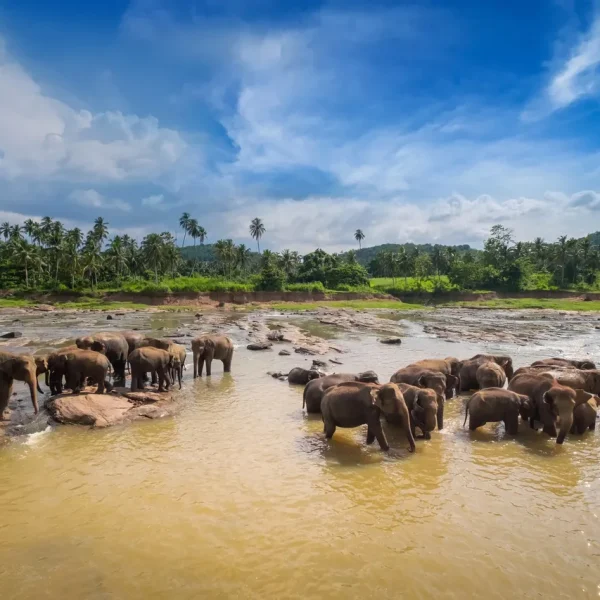 Pinnawala Elephant Orphanage
