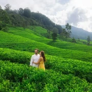 Ceylon Tea Plantation Tour
