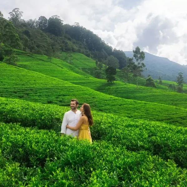 Ceylon Tea Plantation Visit