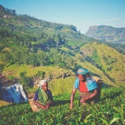 Sri Lanka Tea Plantation Tour