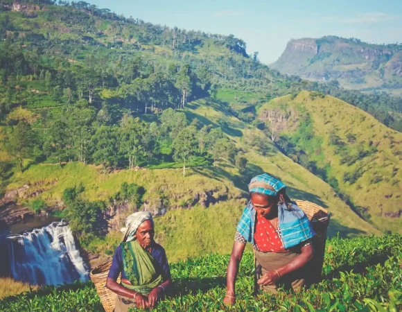 Explore Sri Lanka’s Tea Plantations: Tours from the UK