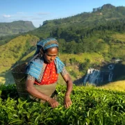 Sri Lanka Tea Plantation Tour