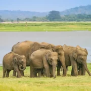 Sri Lanka Safari