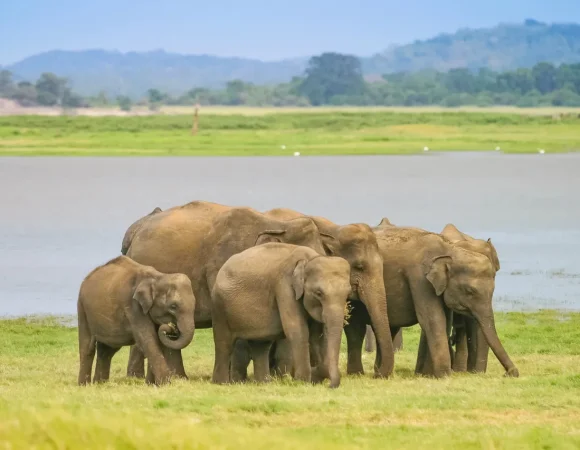 Ihr Traum vom Sri Lanka Urlaub: Eine unvergessliche Sri Lanka Rundreise