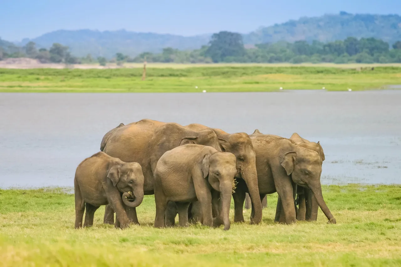 Sri Lanka Safari