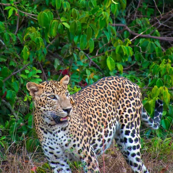Yala Safari