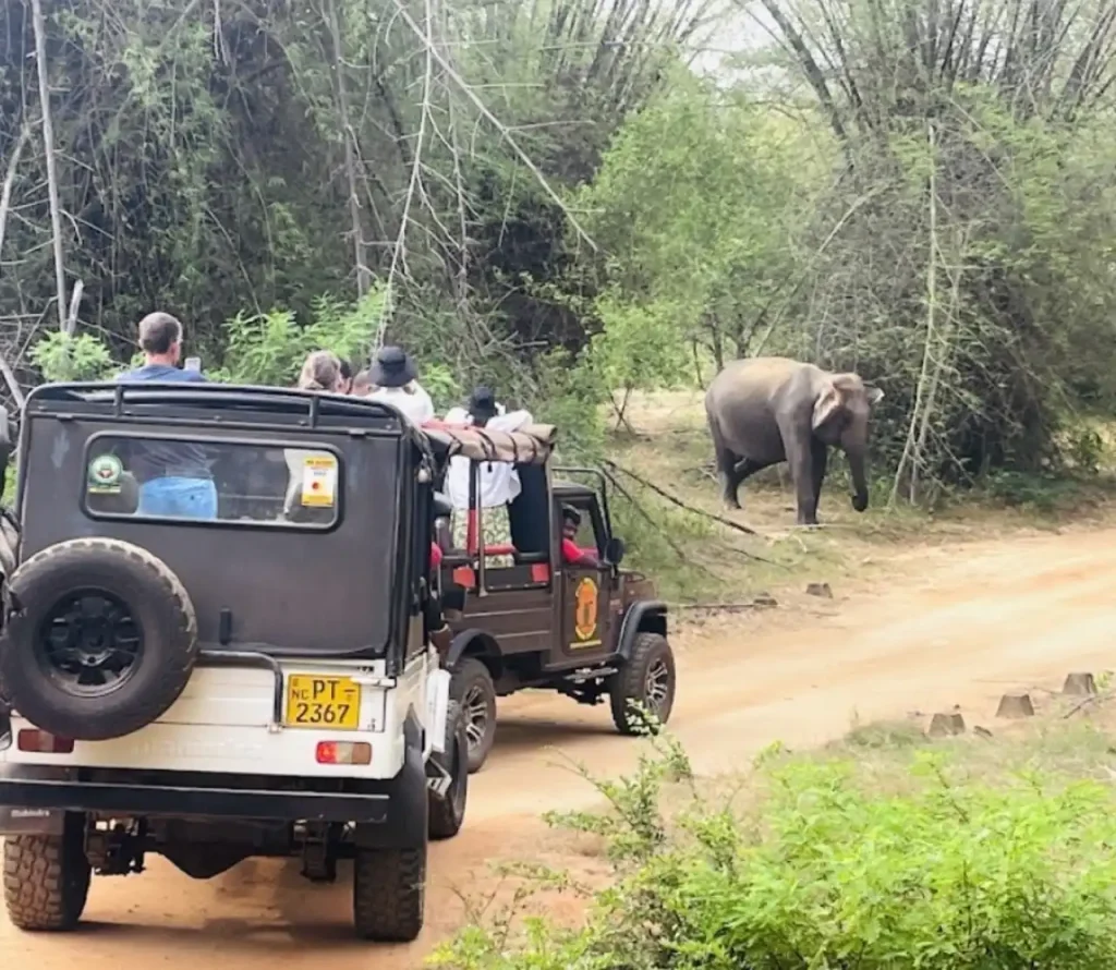Sri Lanka Safari