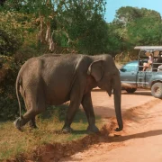 Spotting Elephants
