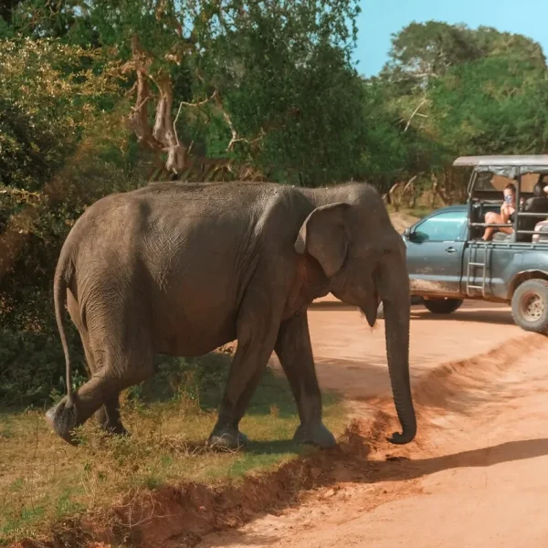 Spotting Elephants