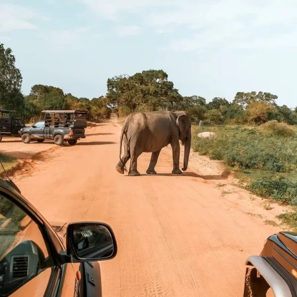 Yala Safari Tour